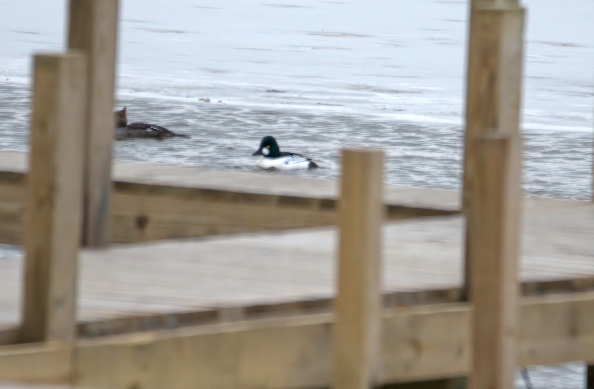 Common Goldeneye - ML415541241