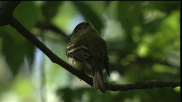 Acadian Flycatcher - ML415542