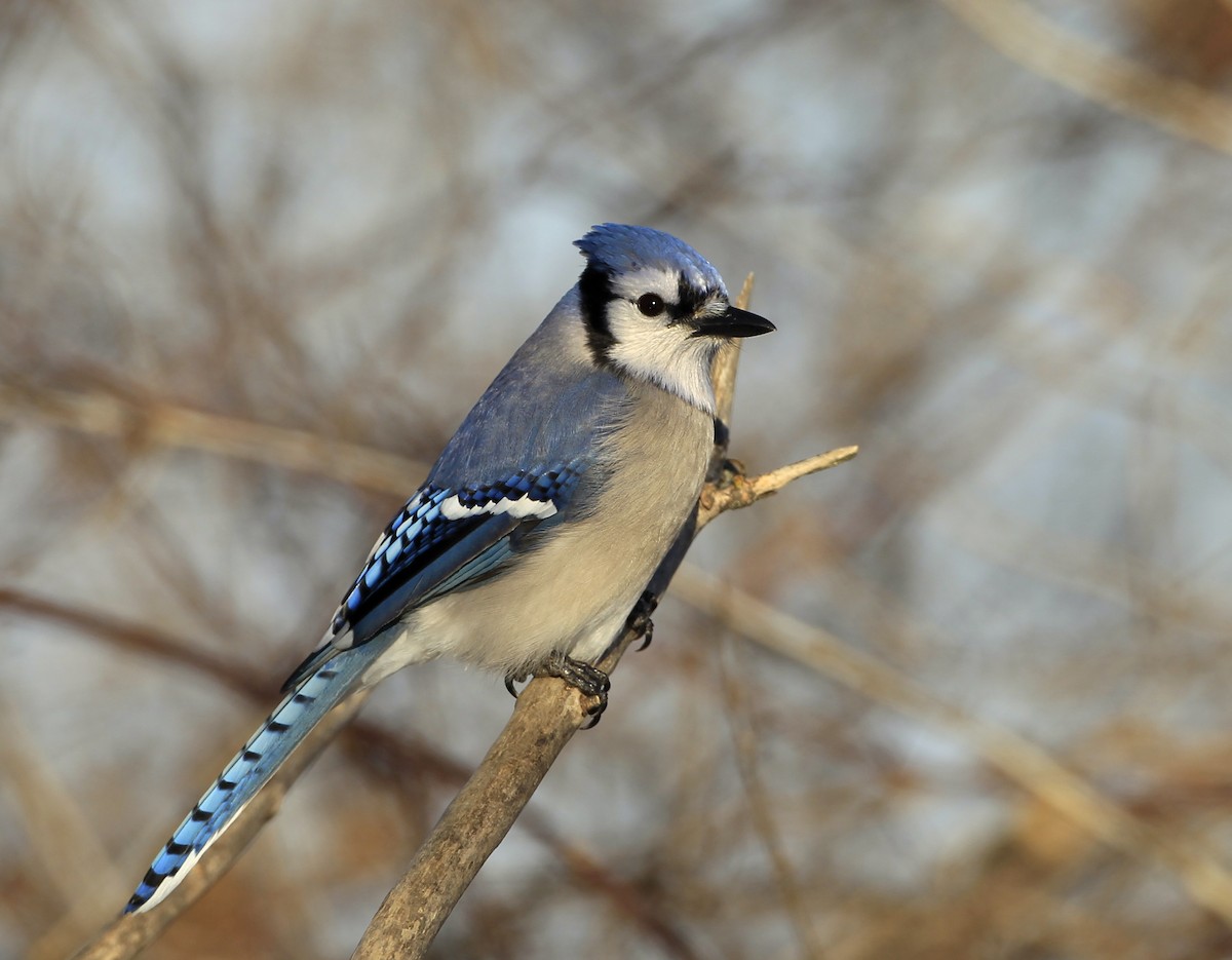 Blue Jay - James Kinderman