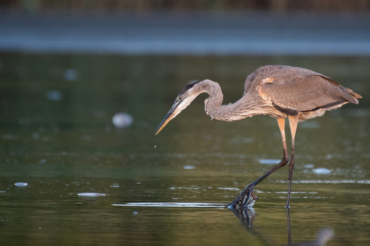 Great Blue Heron (Great Blue) - ML415543501