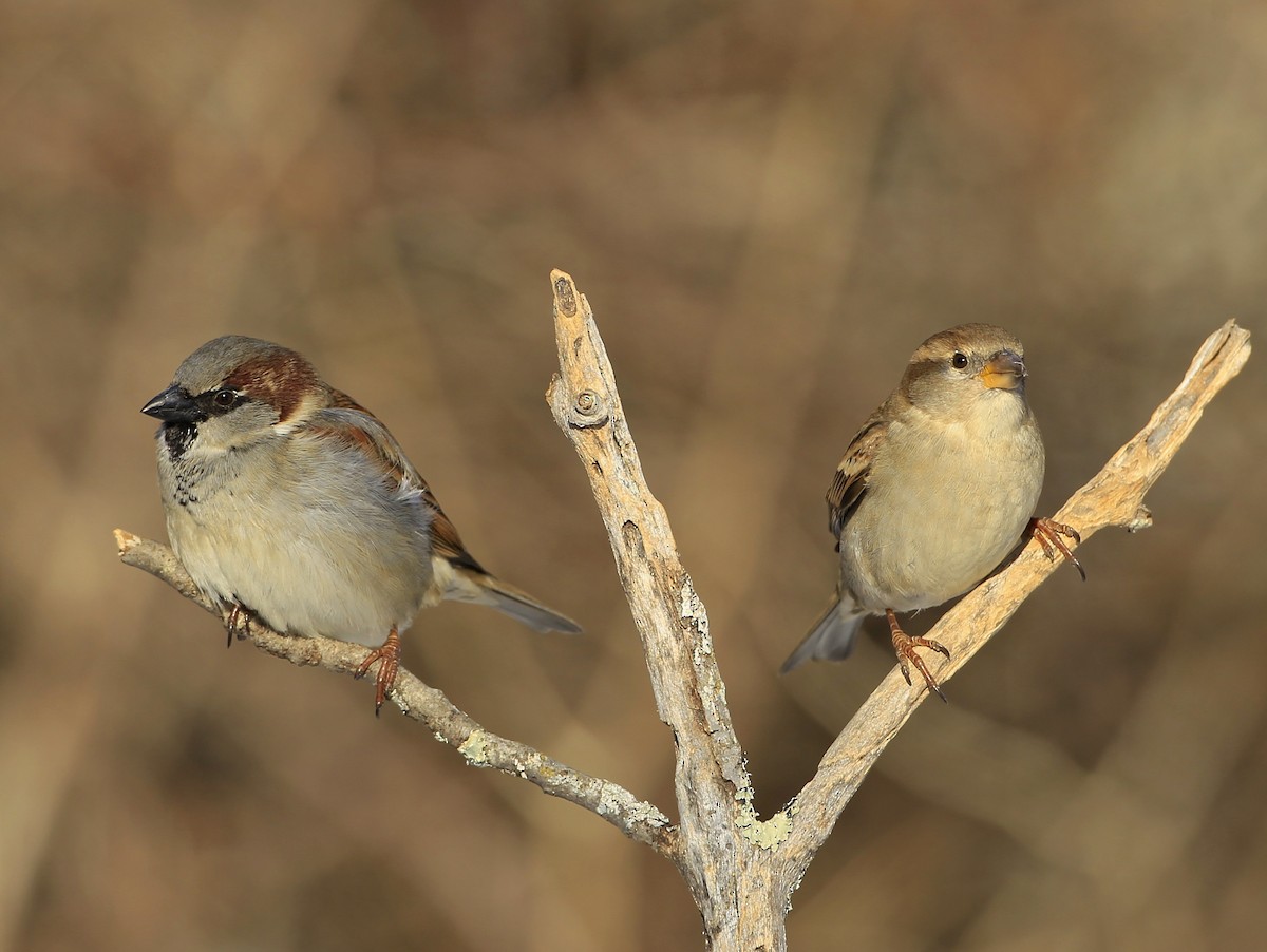 Moineau domestique - ML415543581