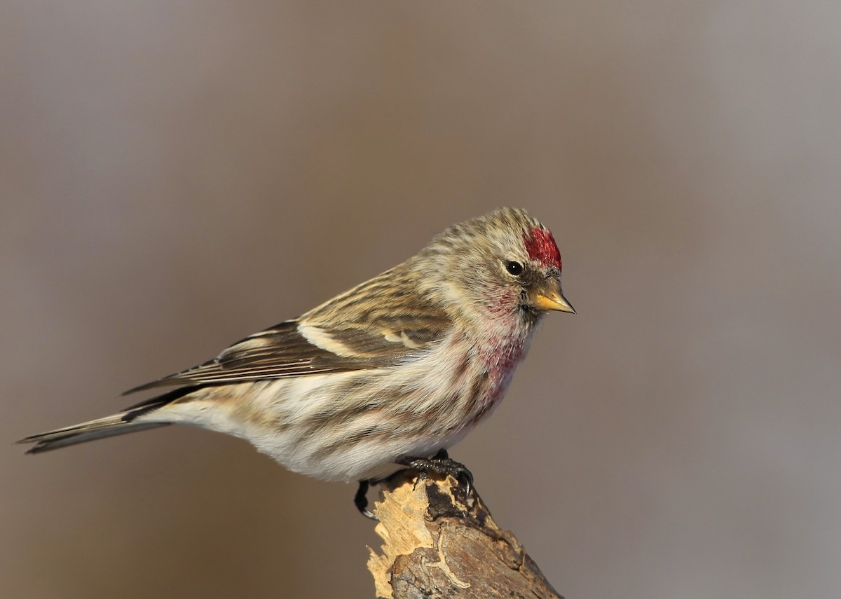 Common Redpoll - James Kinderman