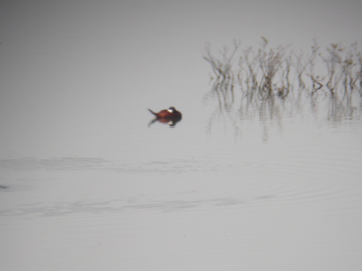 Ruddy Duck - ML415544031