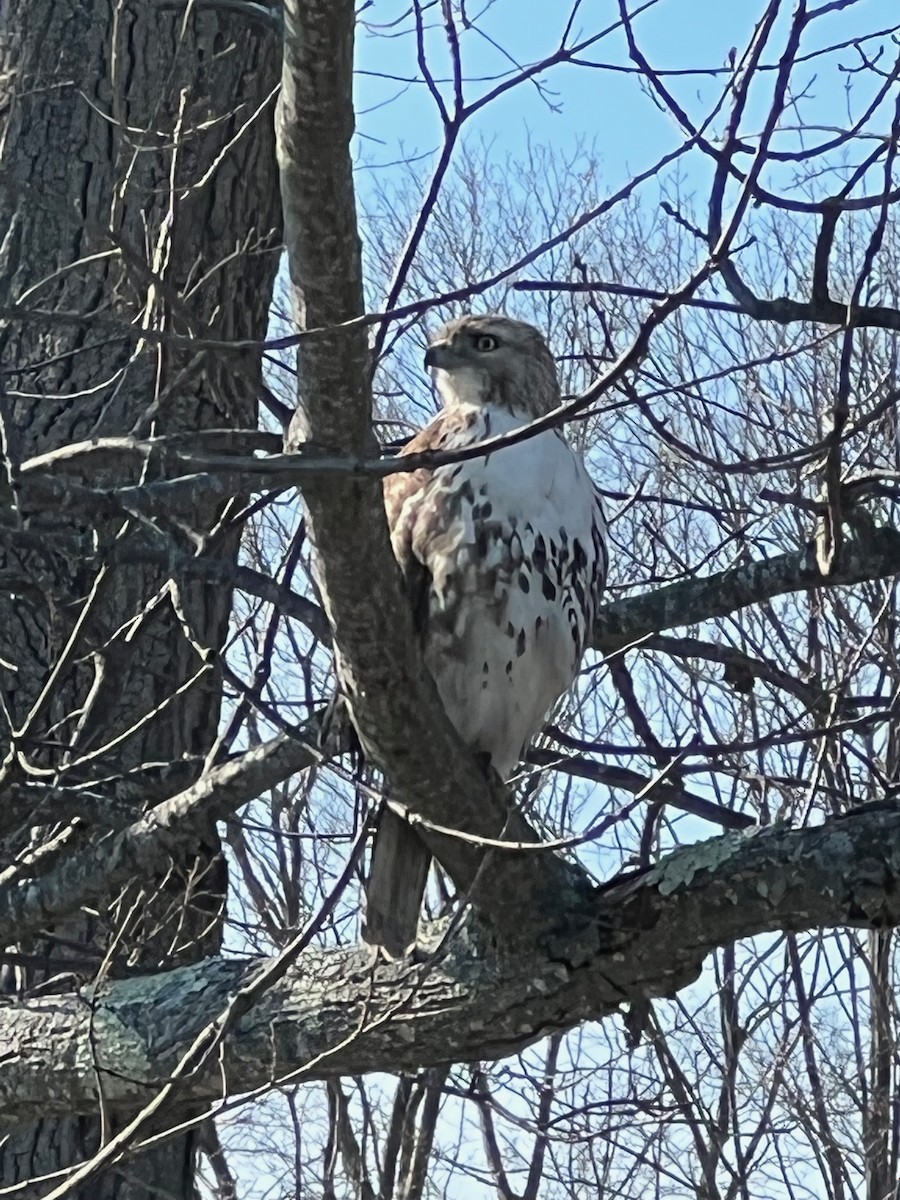 Red-tailed Hawk - ML415546971