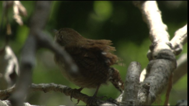 House Wren (Northern) - ML415547