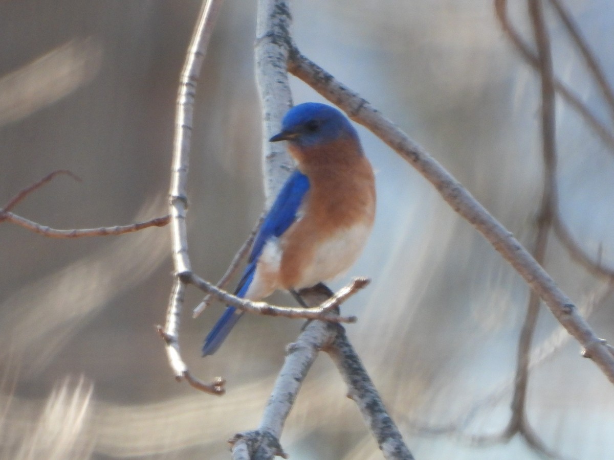 Eastern Bluebird - Kenneth Scott