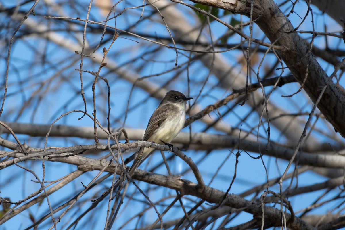 Eastern Phoebe - ML415547301