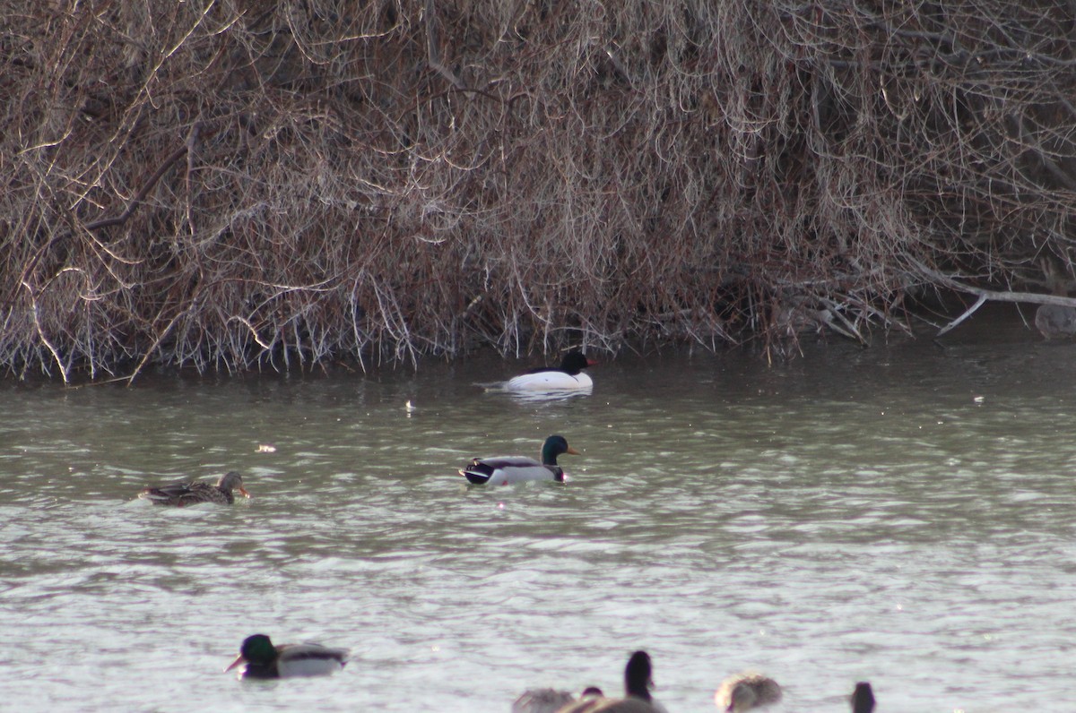 Common Merganser (North American) - James Jarrett