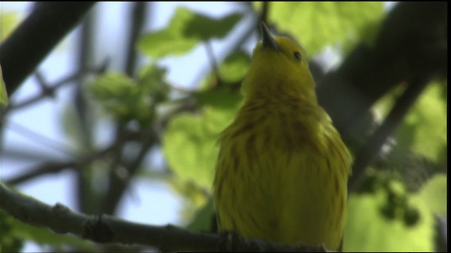 Yellow Warbler (Northern) - ML415548