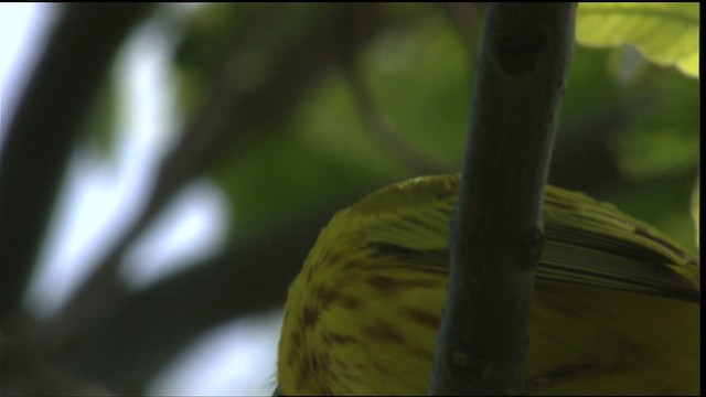 Yellow Warbler (Northern) - ML415549