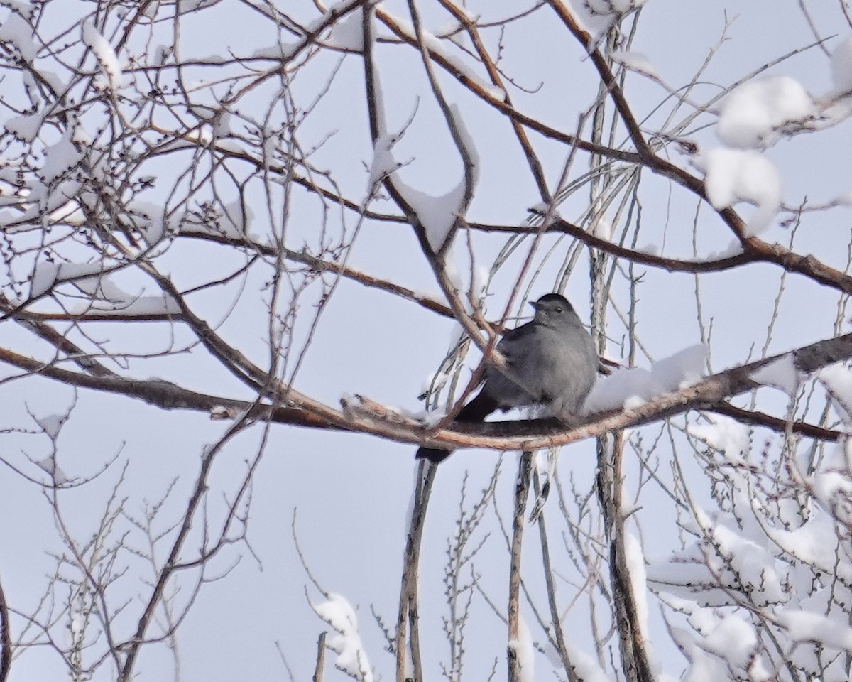 Gray Catbird - ML415550511