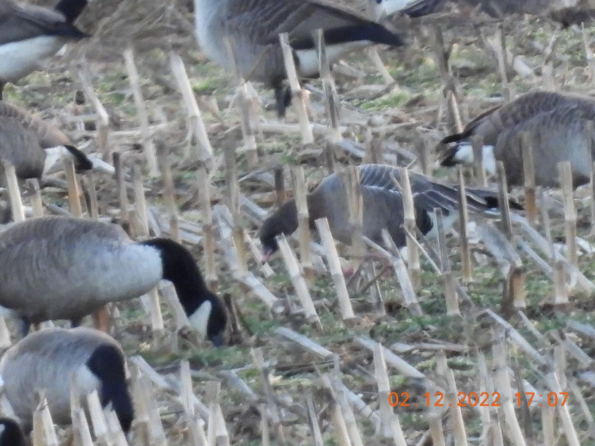 Pink-footed Goose - ML415552821