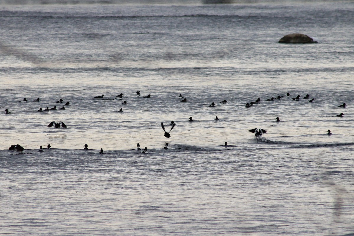 Common Goldeneye - ML415552841