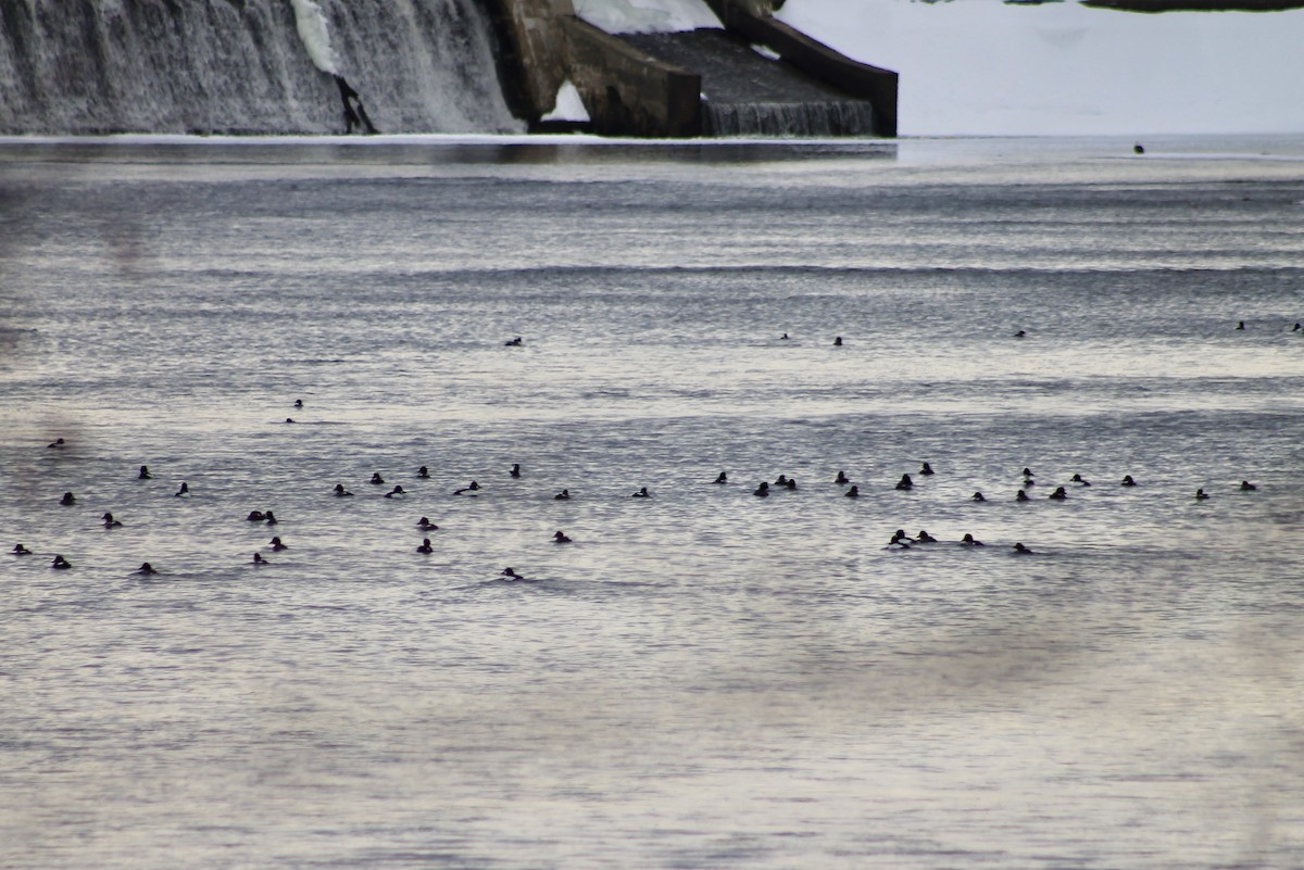 Common Goldeneye - ML415552871