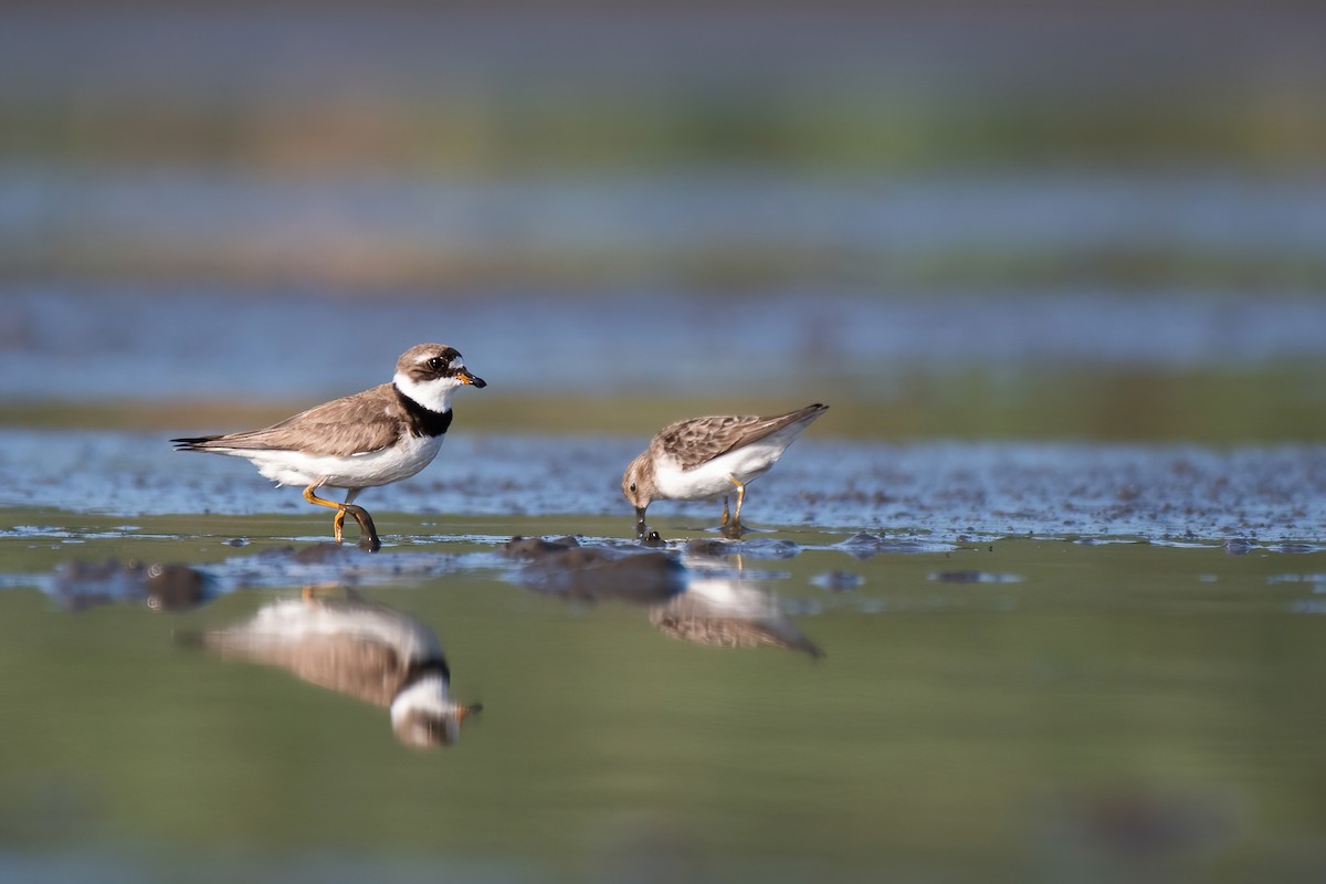 Semipalmated Plover - ML415554051