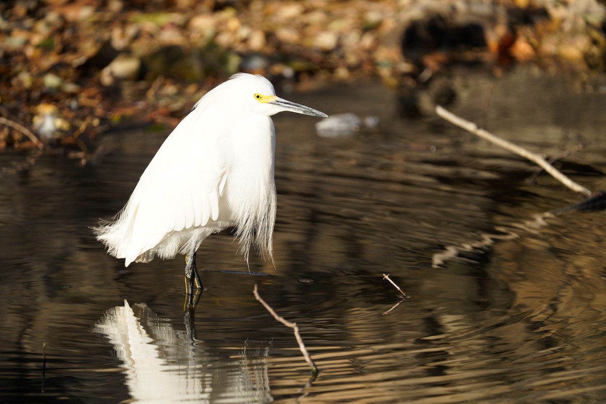 Snowy Egret - ML415557131
