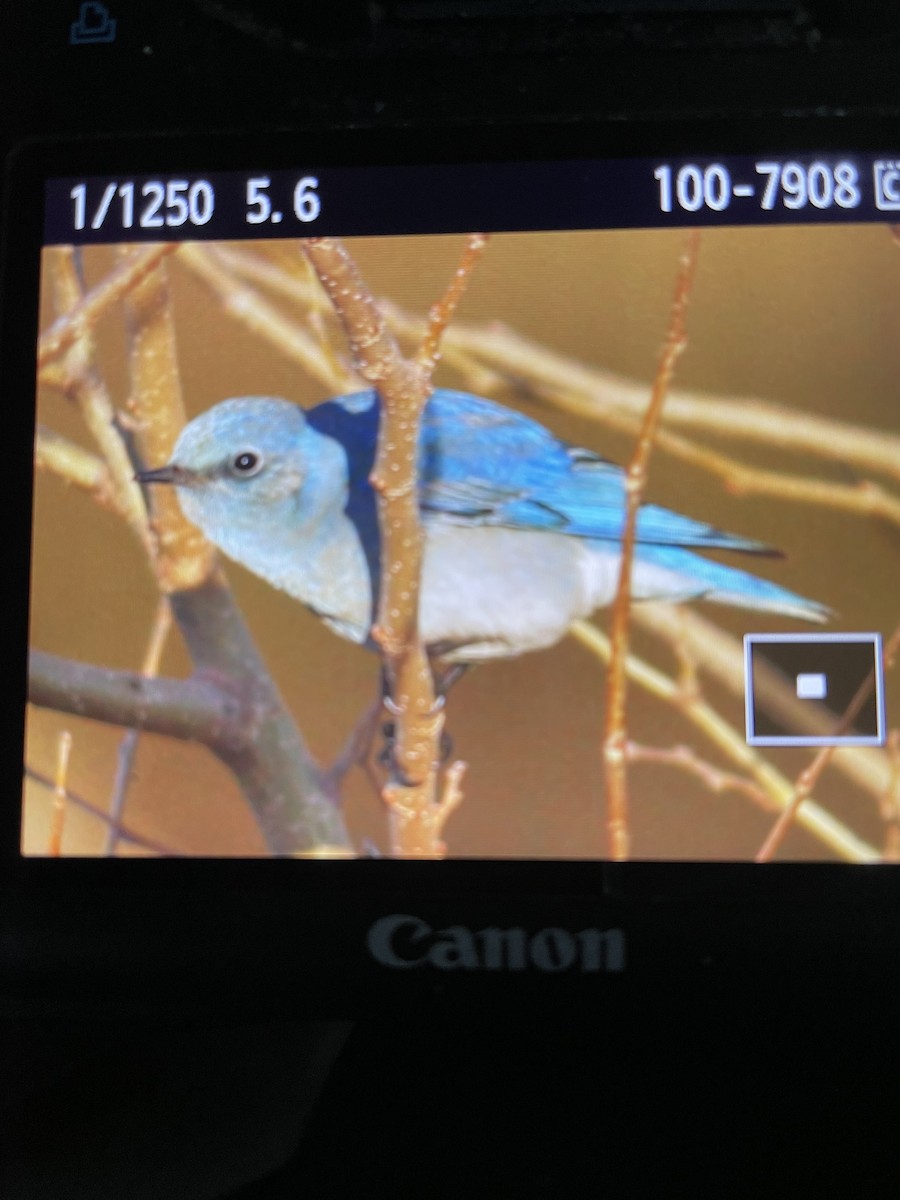 Mountain Bluebird - ML415558501