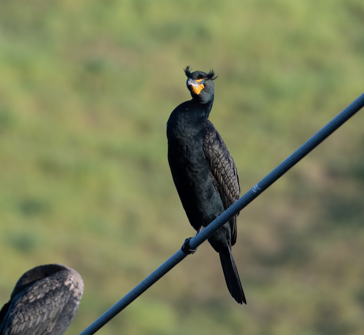 Double-crested Cormorant - ML415558901