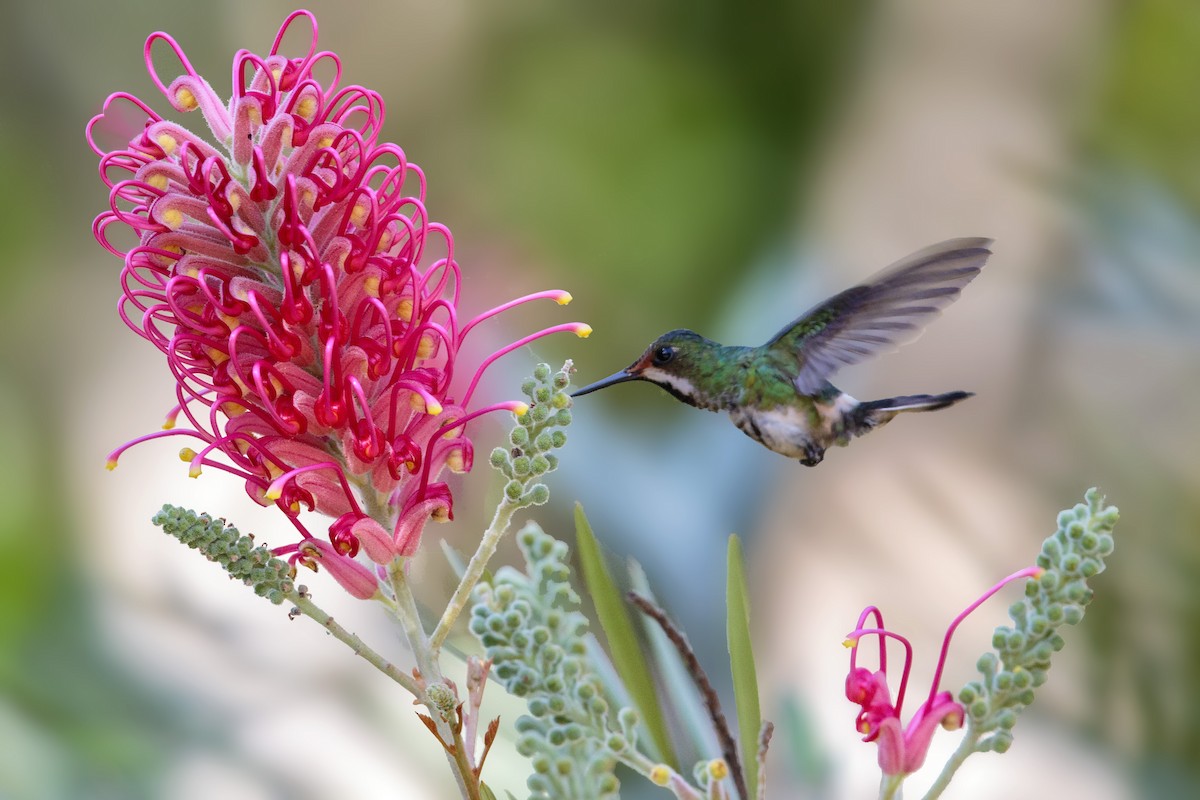 kolibřík pálkoocasý - ML415559371