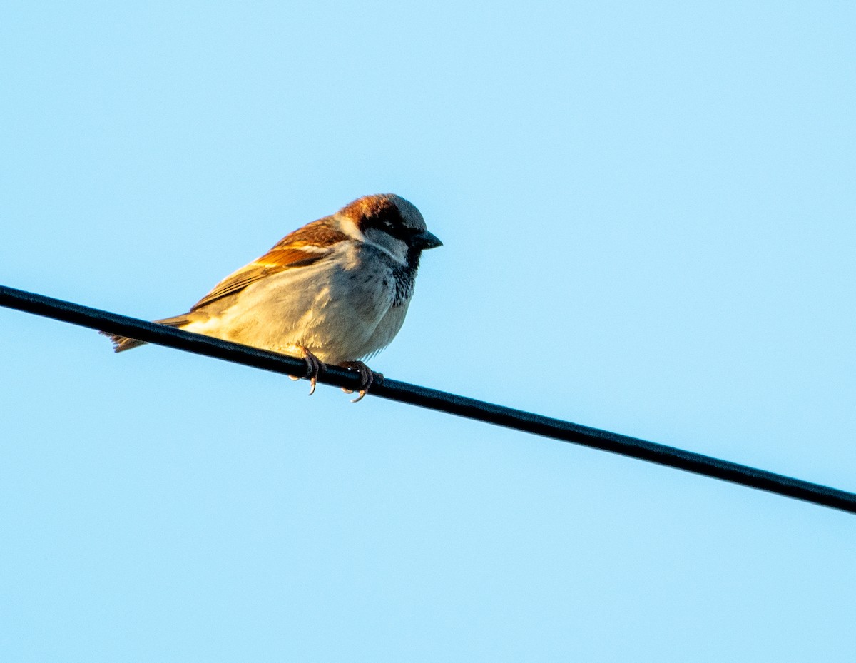 House Sparrow - ML415559501