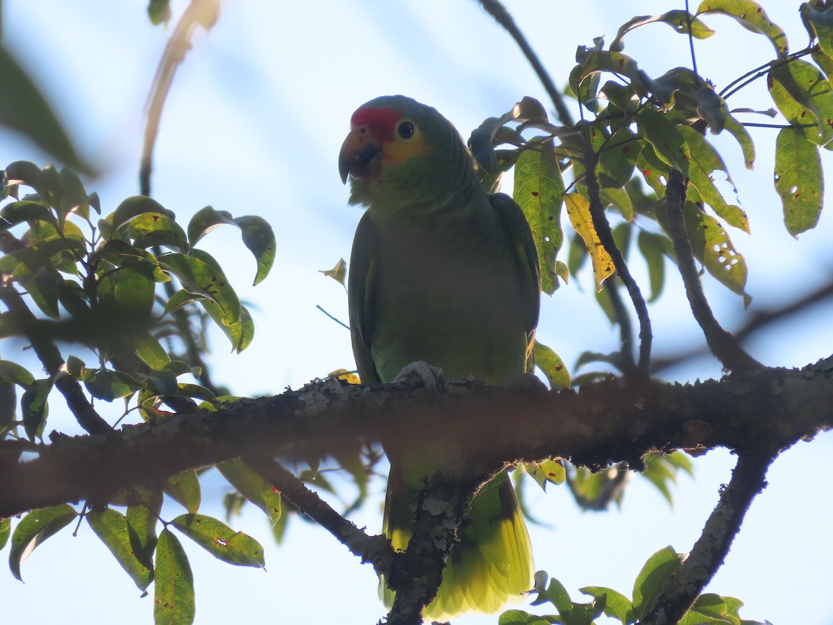 Red-lored Amazon - ML415560371