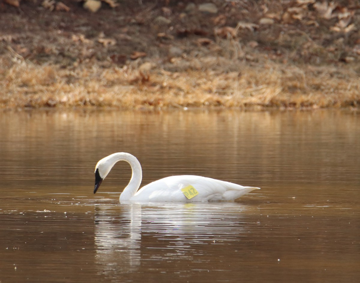 Trumpeter Swan - Russell Hillsley