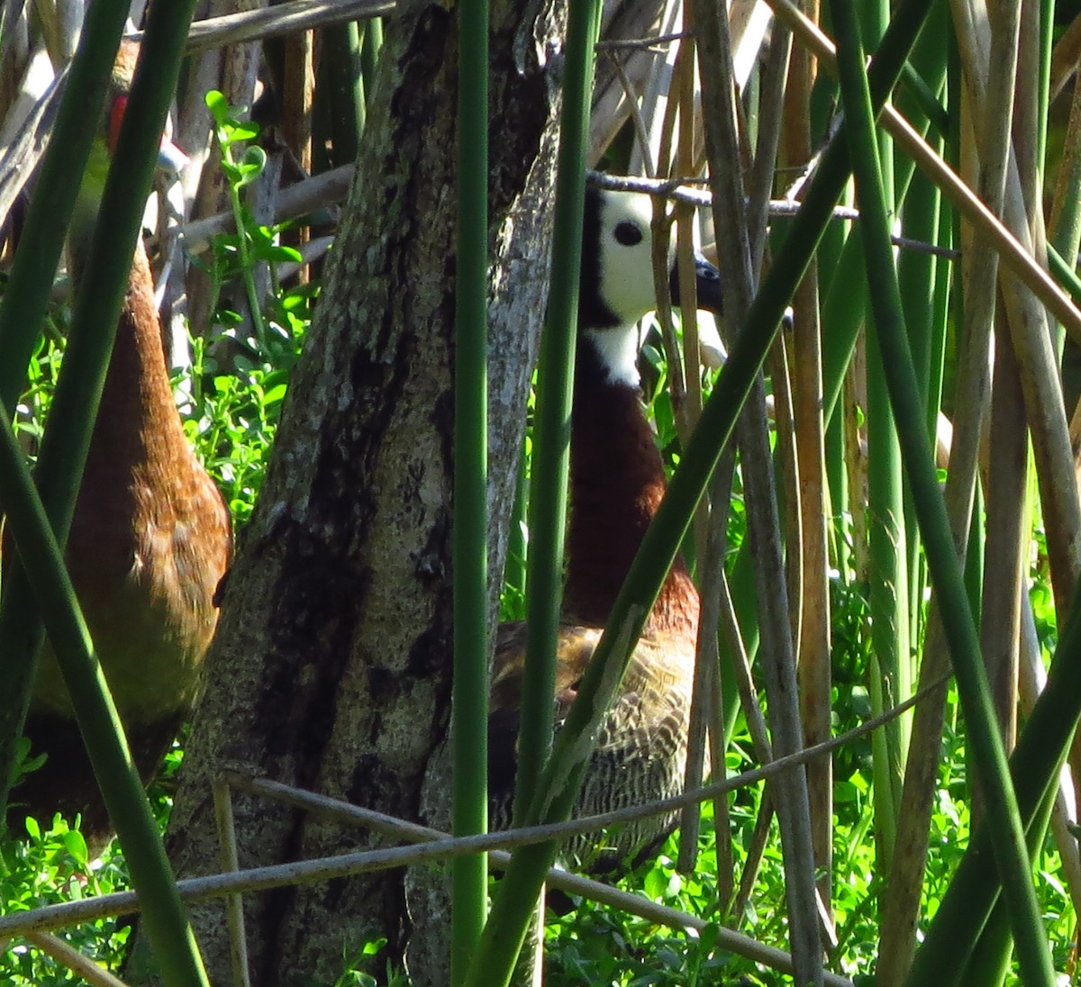 White-faced Whistling-Duck - Susan Young