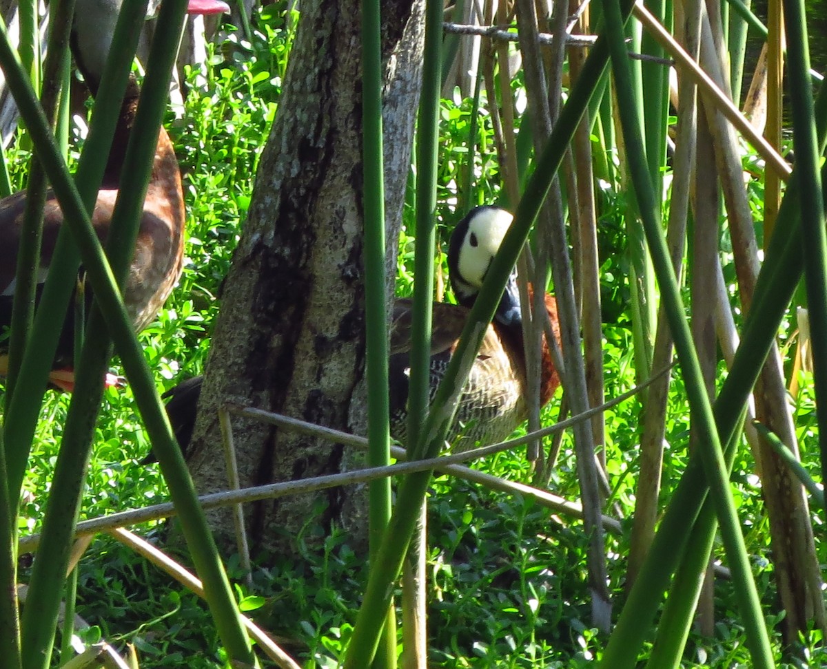 White-faced Whistling-Duck - ML41556071