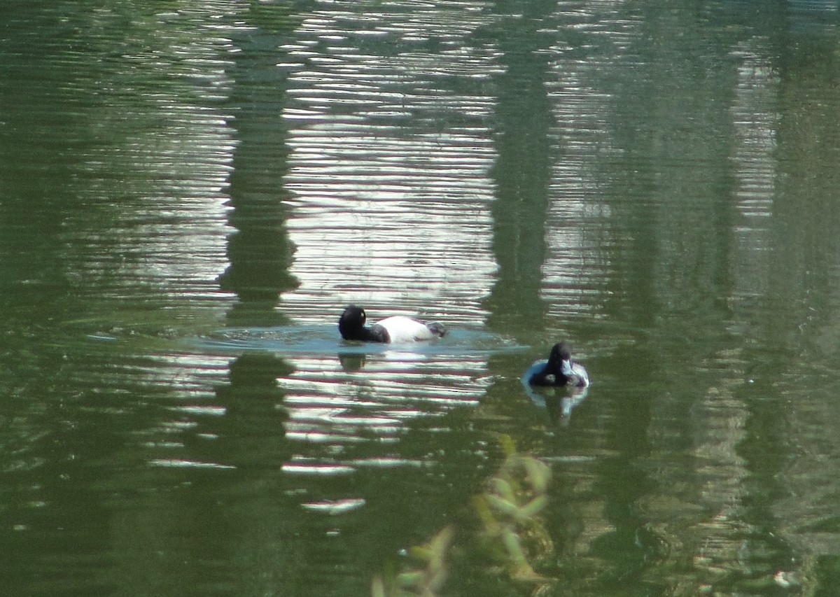 Lesser Scaup - ML415561211