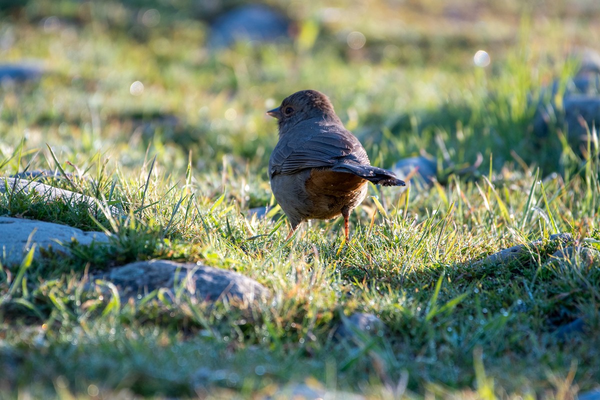 California Towhee - ML415561431