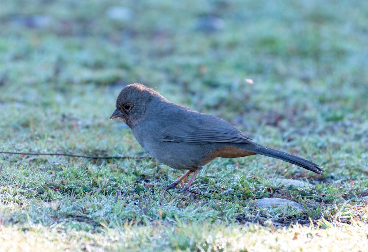 California Towhee - Kim Brown