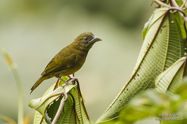 Ochre-breasted Tanager - José Ardaiz Ganuza