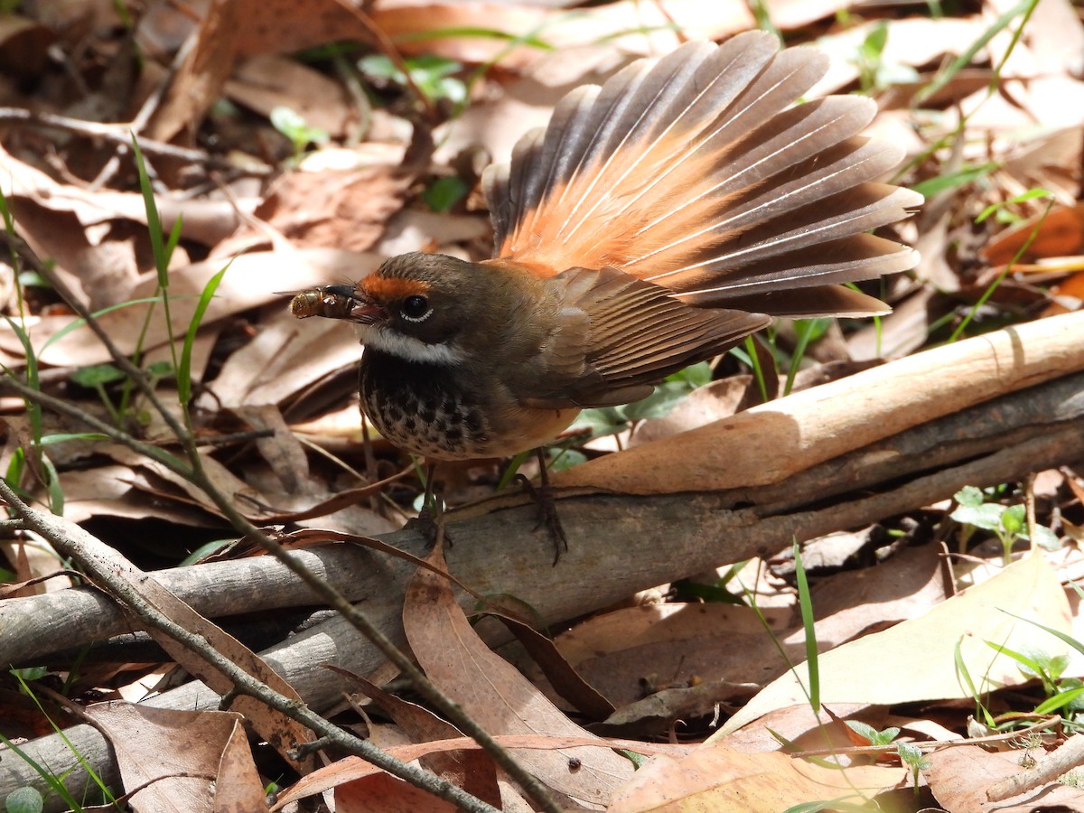 Australian Rufous Fantail - ML415562071