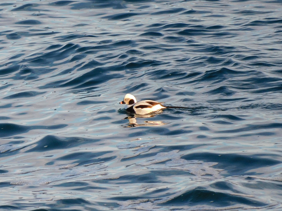 Long-tailed Duck - ML415562491