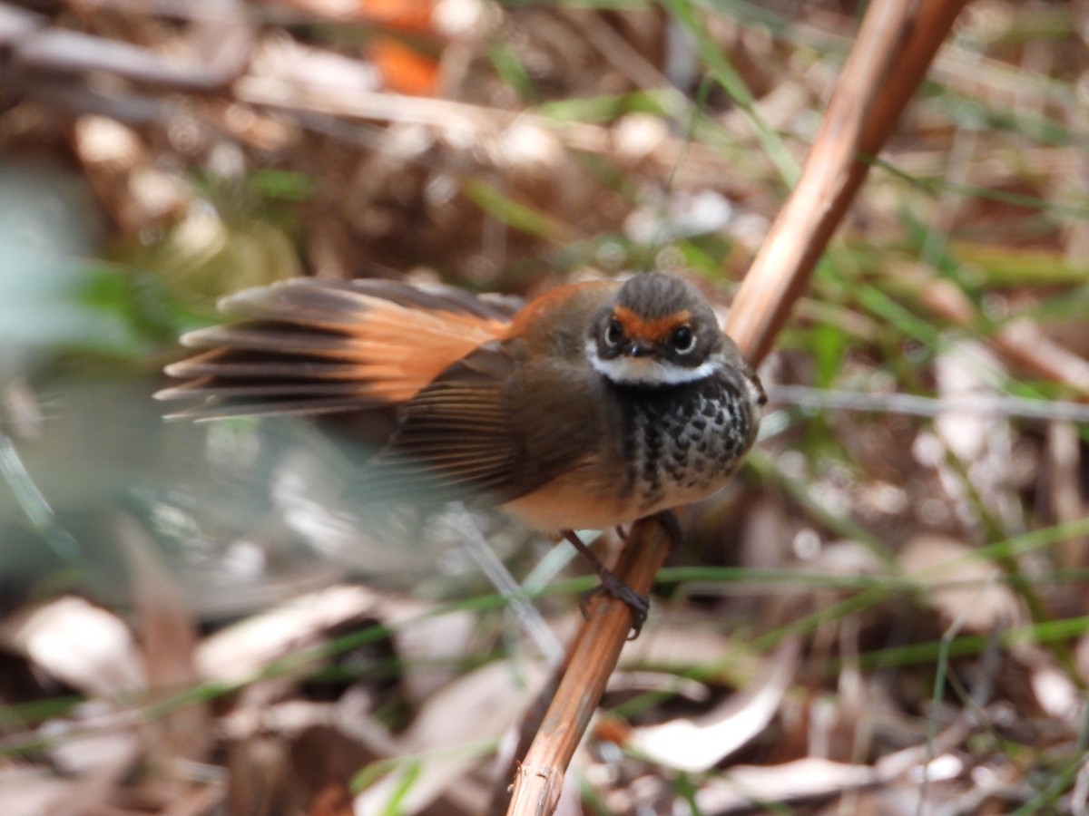 Australian Rufous Fantail - ML415562651