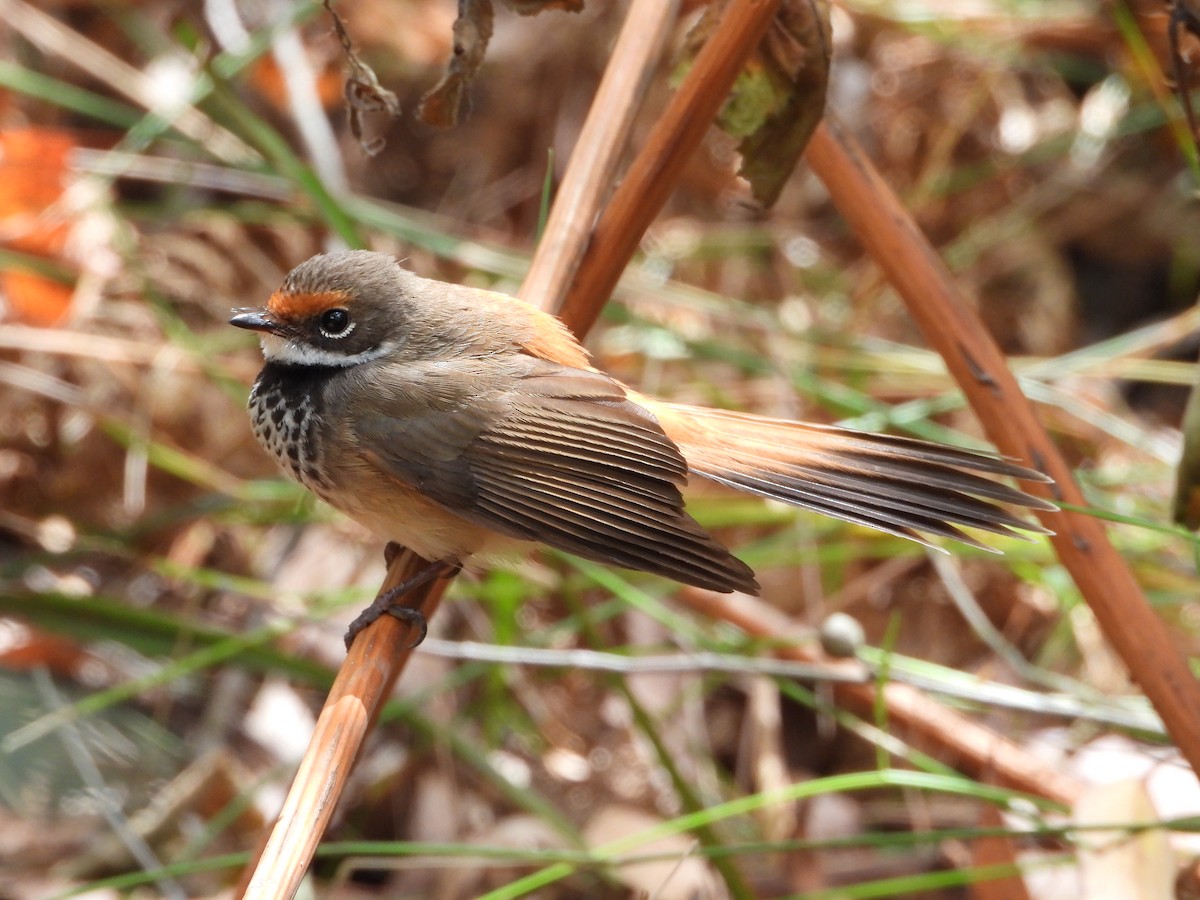 Australian Rufous Fantail - ML415563131