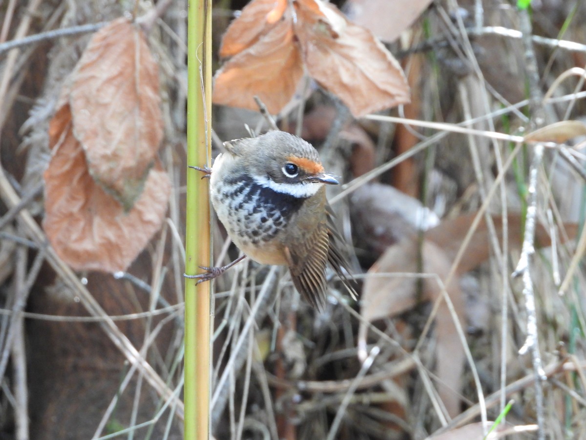 Australian Rufous Fantail - ML415563591