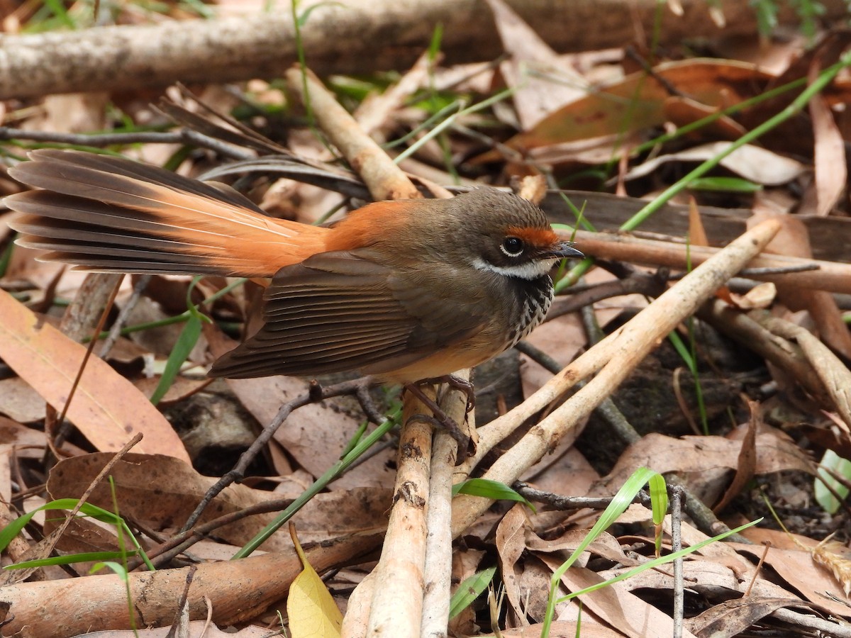 Australian Rufous Fantail - ML415564451