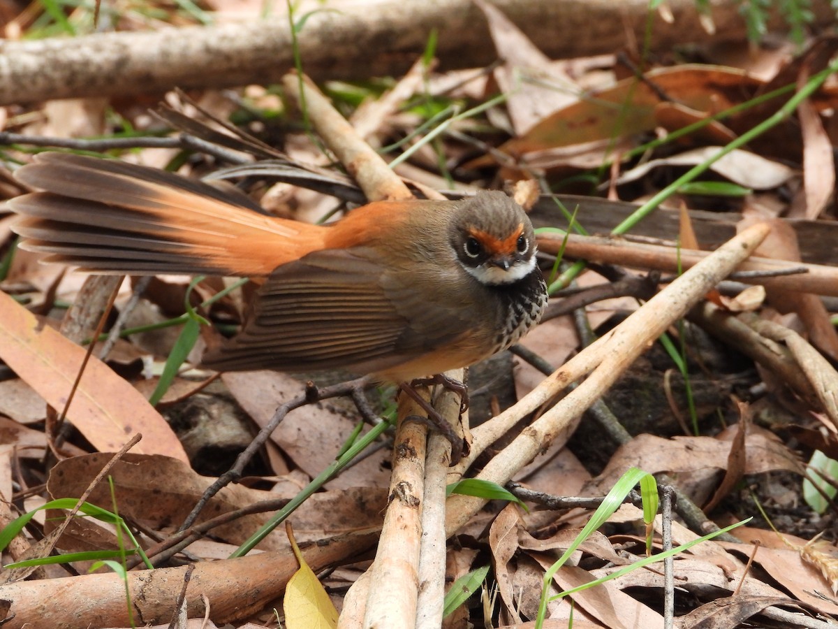 Australian Rufous Fantail - ML415564851