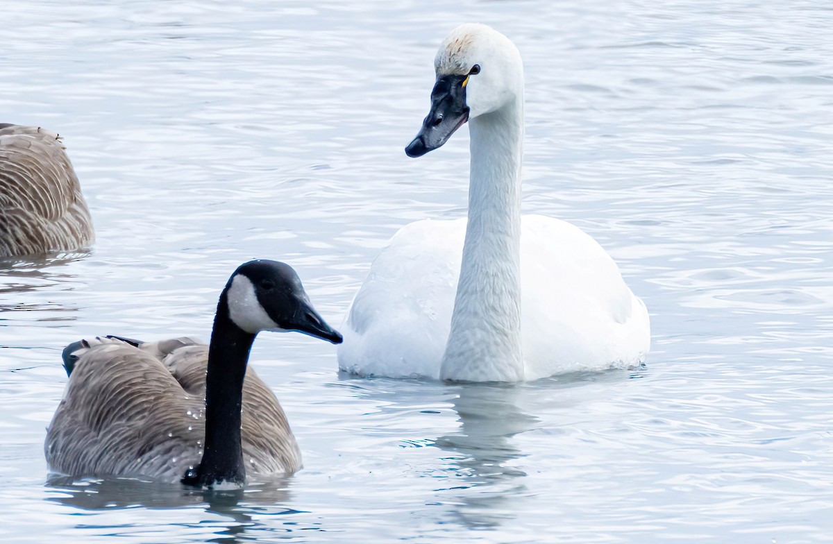 Tundra Swan - Robert Bochenek