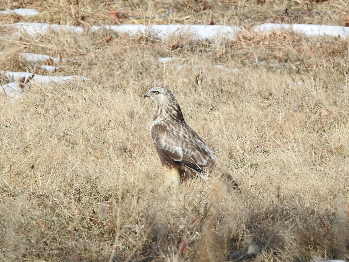 káně rousná - ML415565741