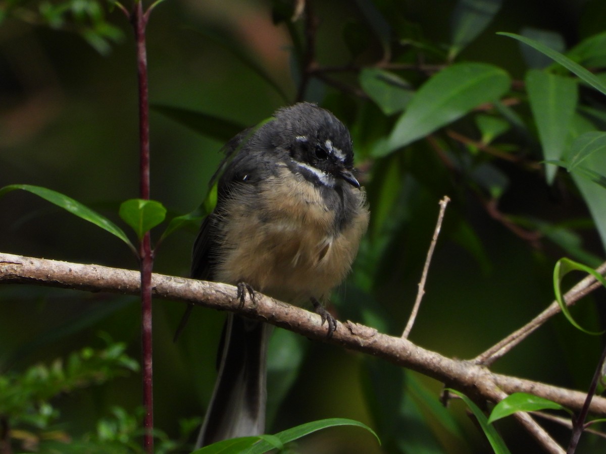 Gray Fantail - ML415565861