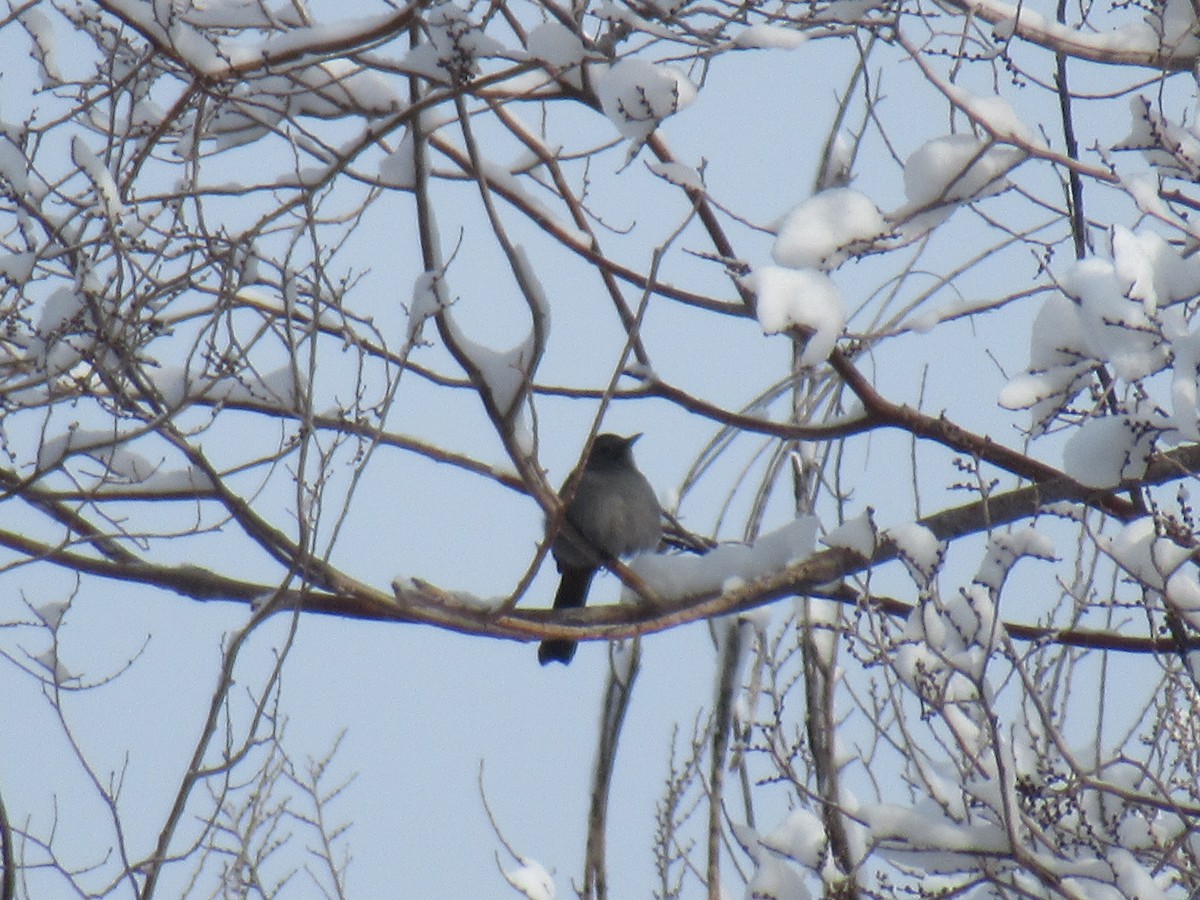 Gray Catbird - ML415566051
