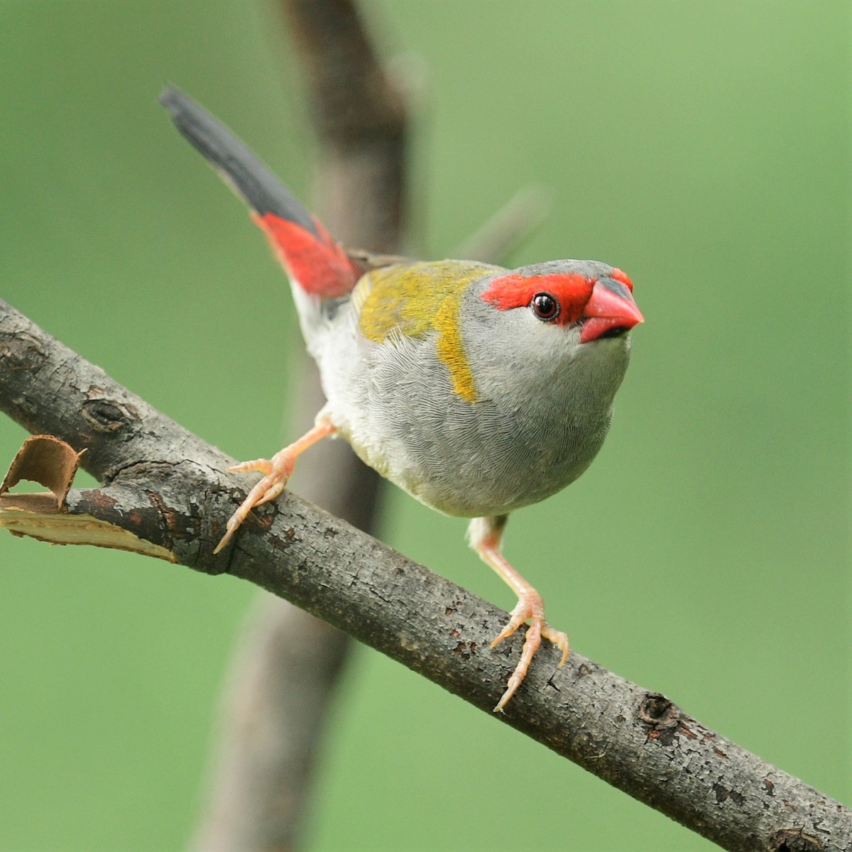 Red-browed Firetail - ML415566351