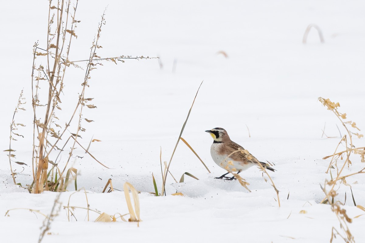 Horned Lark - ML415567021