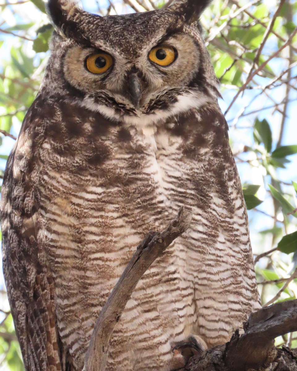 Great Horned Owl - Susan Mittelstadt