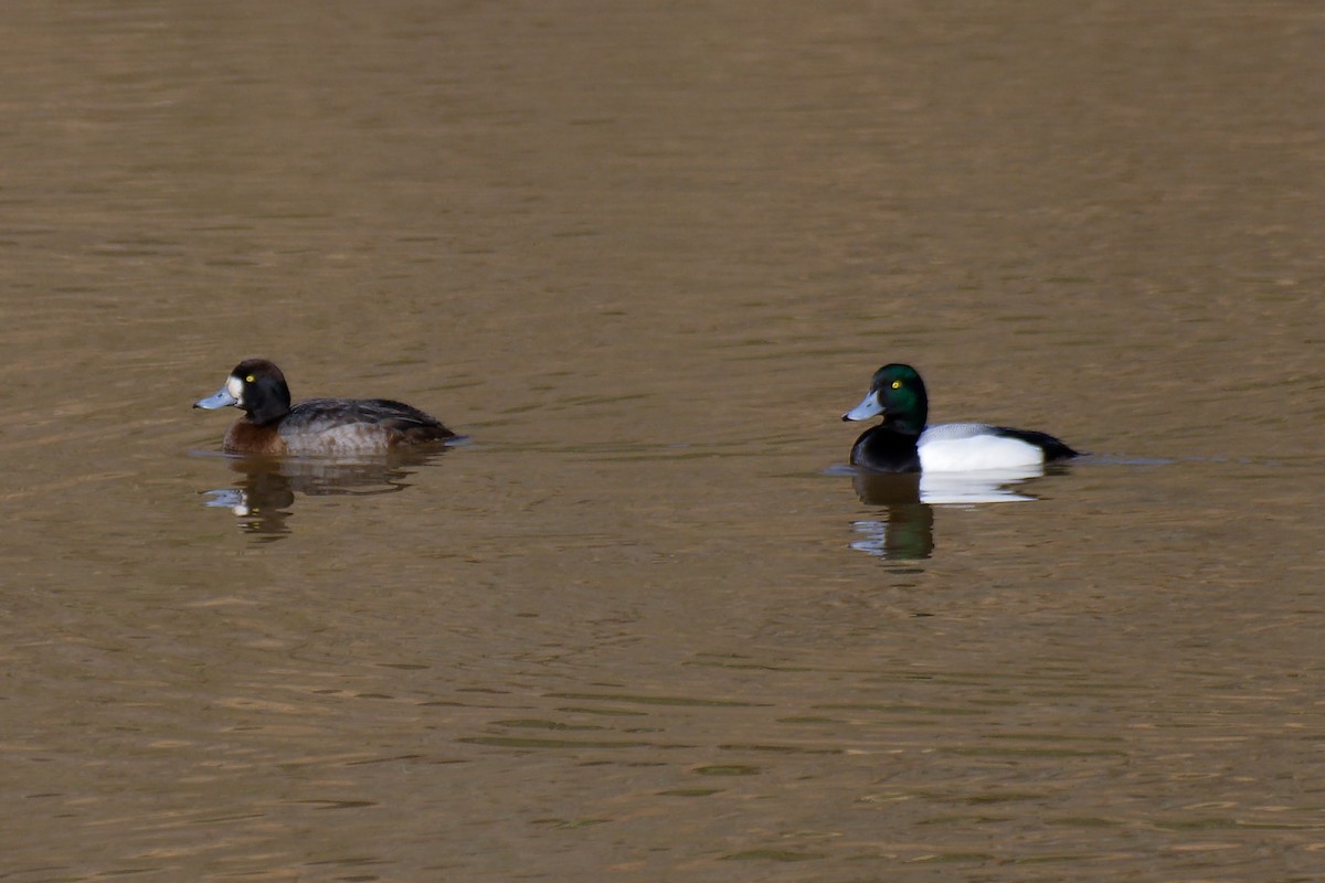 Greater Scaup - ML415567621