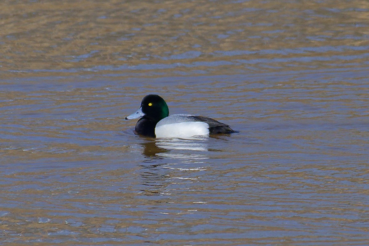Greater Scaup - ML415568171