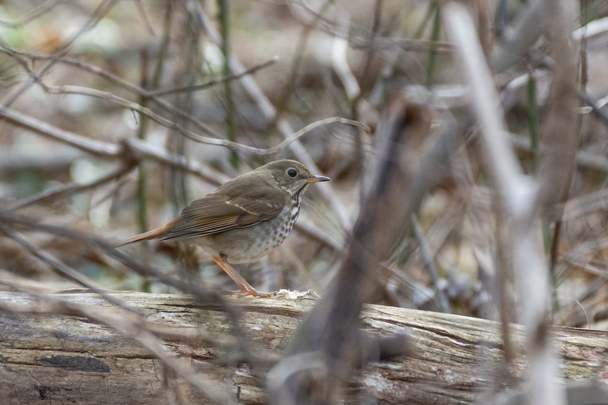 Hermit Thrush - ML415569421