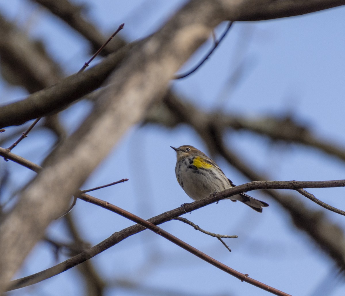 Yellow-rumped Warbler - Liz Pettit